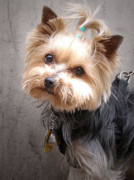 Beautiful Yorkshire Terrier Dog Face