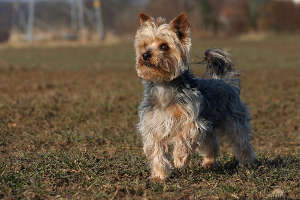 Beautiful Yorkshire Terrier Dog Outside