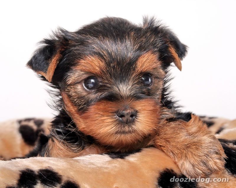 Beautiful Yorkshire Terrier Puppy Photo