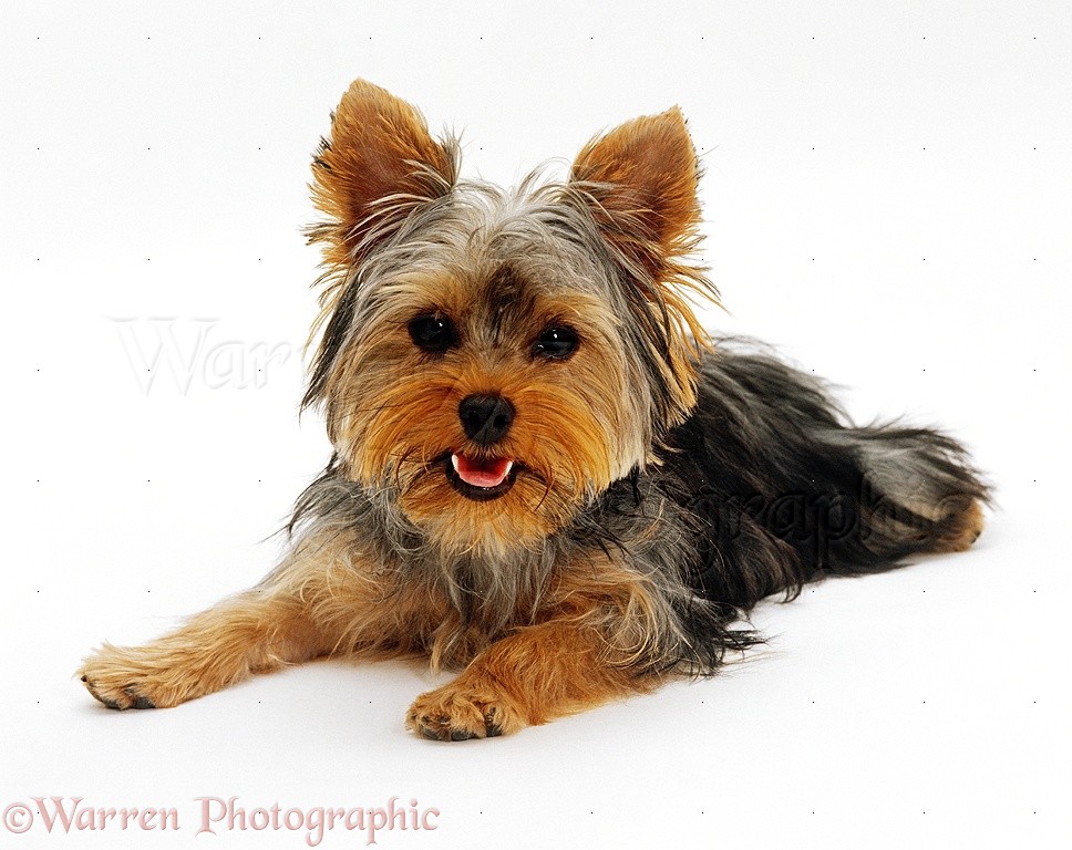 Beautiful Yorkshire Terrier Puppy Sitting Photo