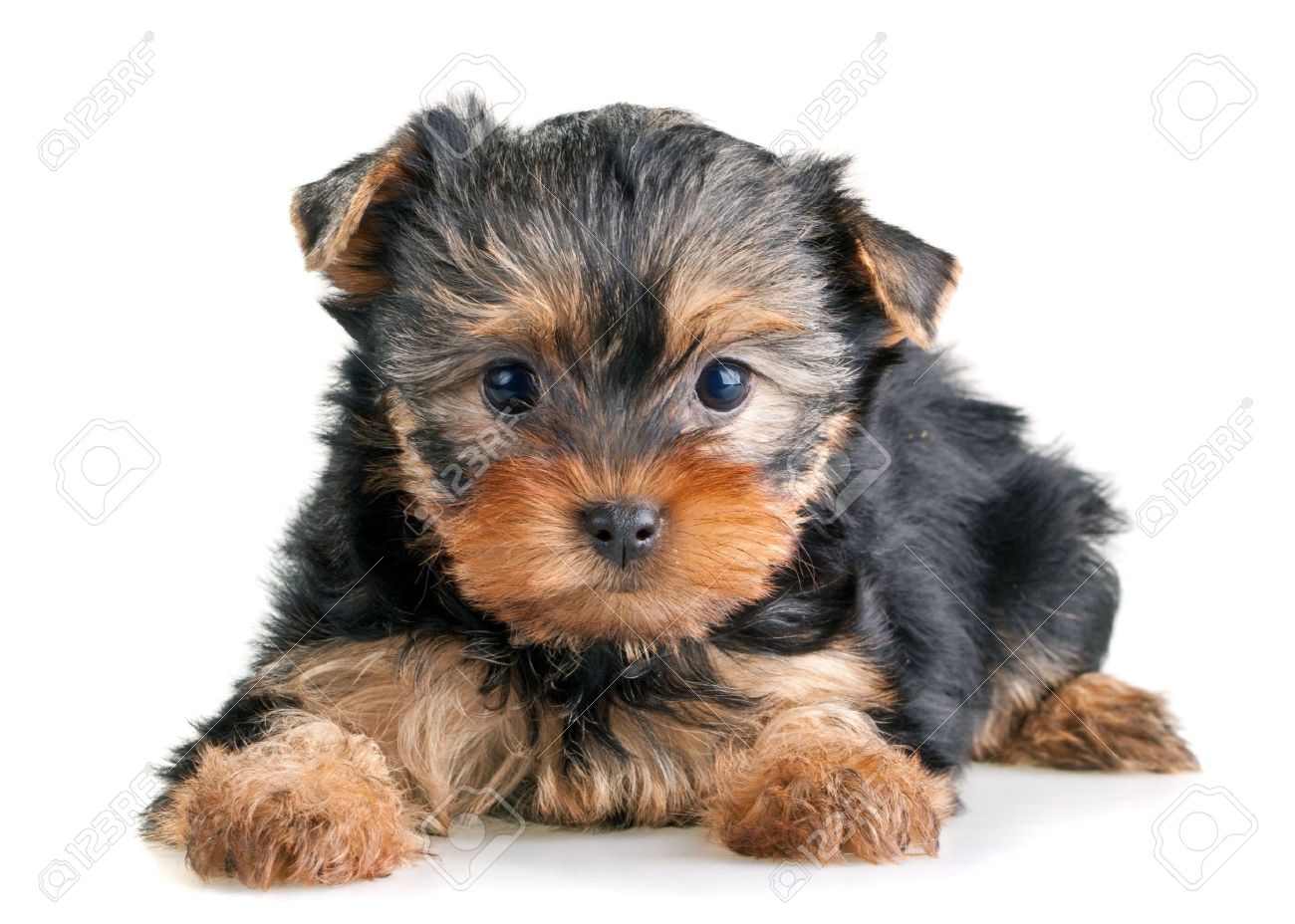 Beautiful Yorkshire Terrier Puppy Sitting