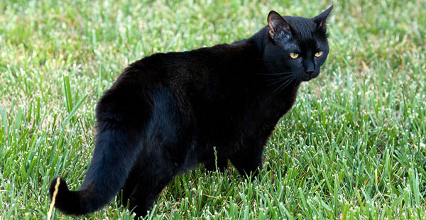 Black American Shorthair Cat In Garden