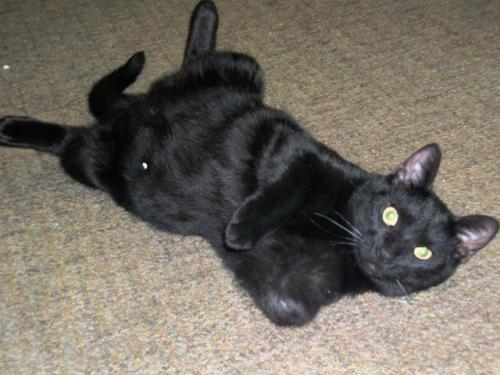 Black American Shorthair Cat Laying Down And Looking Up