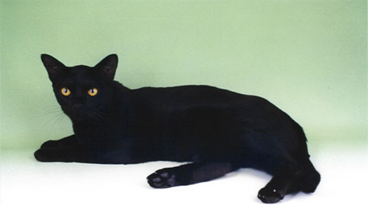 Black American Shorthair Cat Photo