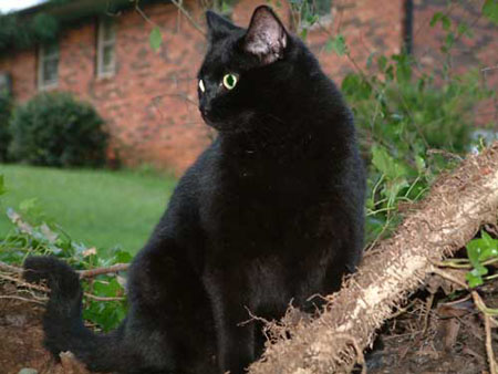 Black American Shorthair Cat Sitting In Garden