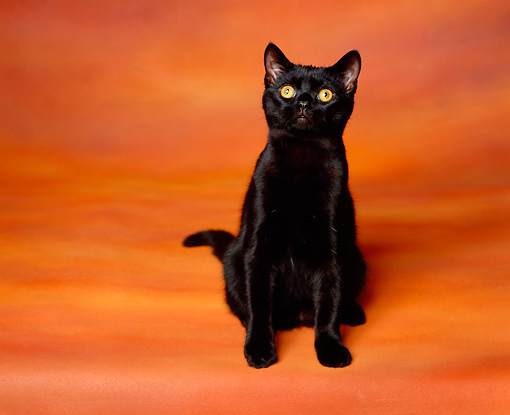 Black American Shorthair Cat Sitting On Orange Background
