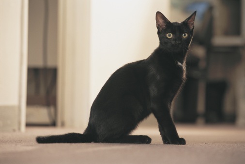 Black American Shorthair Cat Sitting Picture