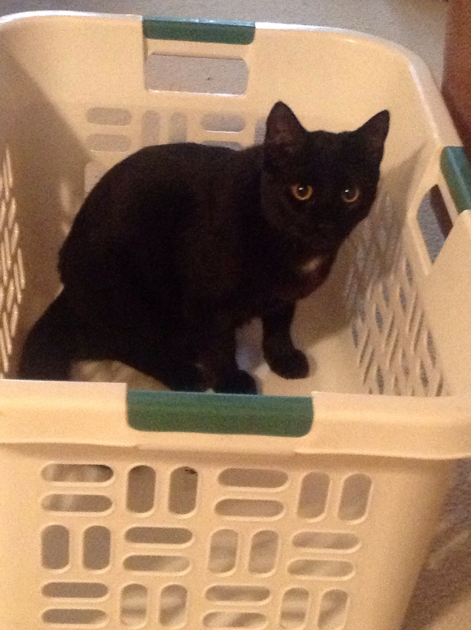 Black American Shorthair Kitten In Basket