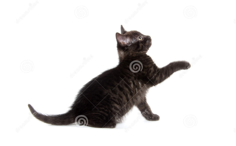 Black American Shorthair Kitten Playing