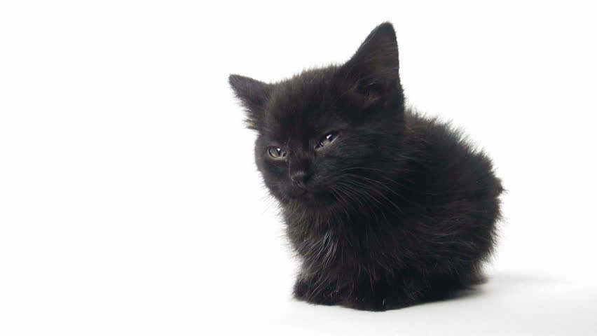 Black American Shorthair Kitten