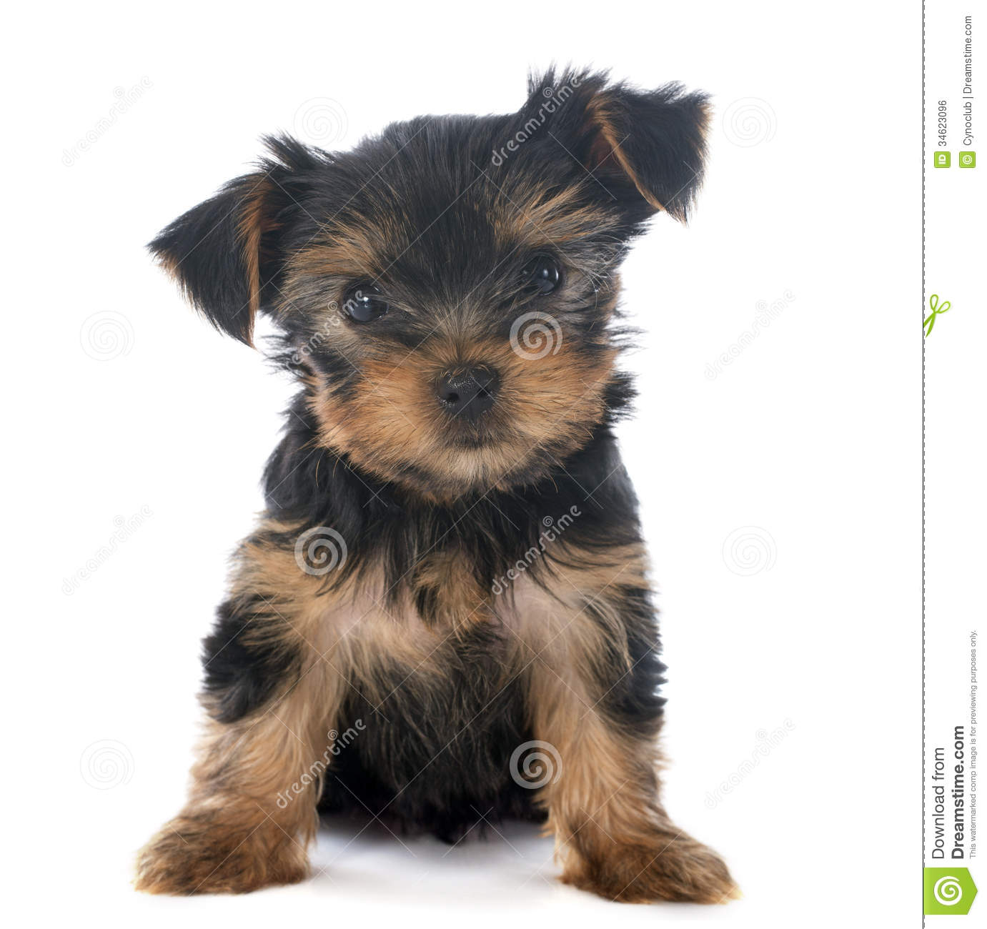 Black And Golden Yorkshire Terrier Puppy Sitting
