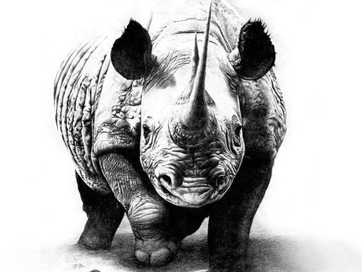 Black And Grey 3D Rhino Tattoo Design