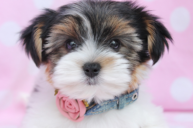 Black And White Yorkshire Terrier Puppy Face
