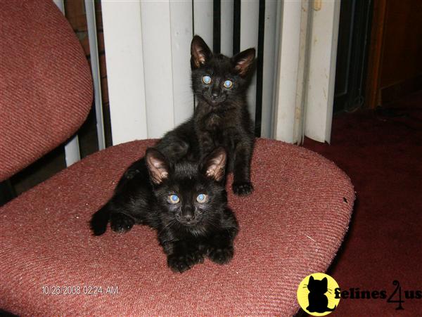 Black Cute Two American Shorthair Kittens