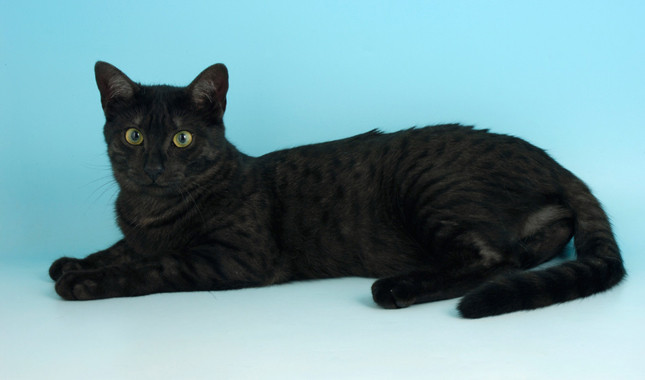 Black Egyptian Mau Cat Sitting