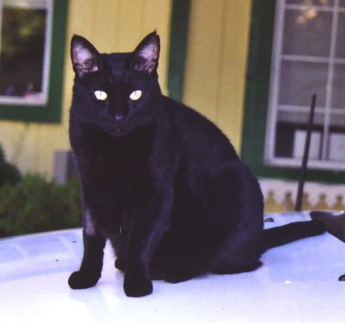 Black Full American Shorthair Cat Sitting