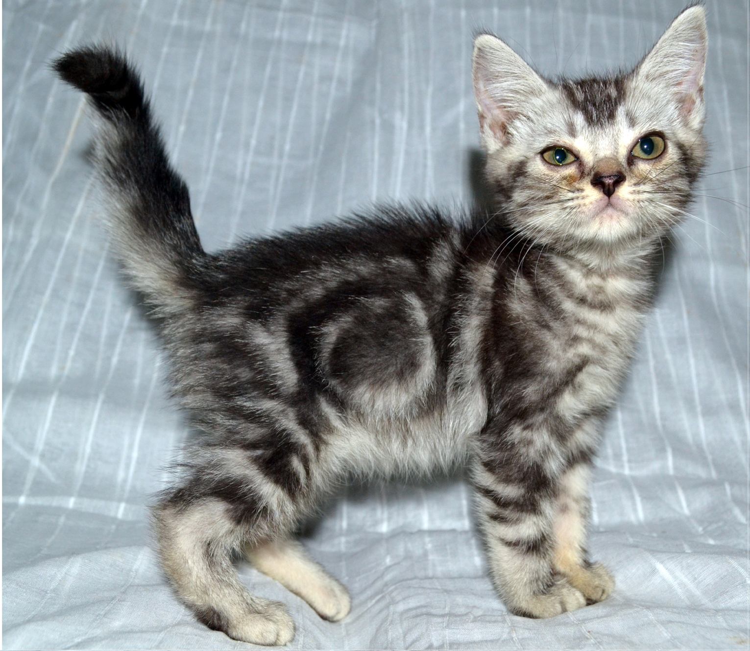 American Shorthair Kittens For Sale Seattle - petfinder