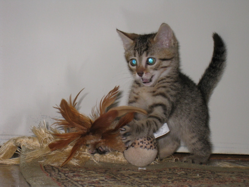 Blue Eyed Egyptian Mau Kitten