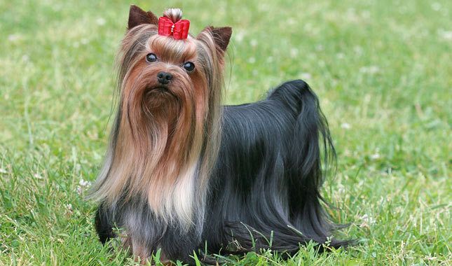 Brown And Black Yorkshire Terrier Dog In Garden With Red Hair Clip