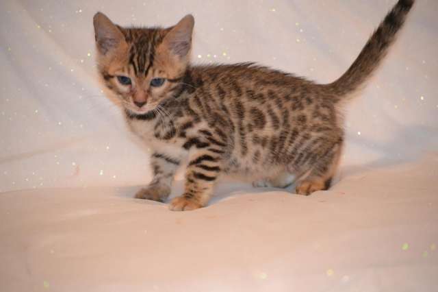Brown Egyptian Mau Kitten On Bed