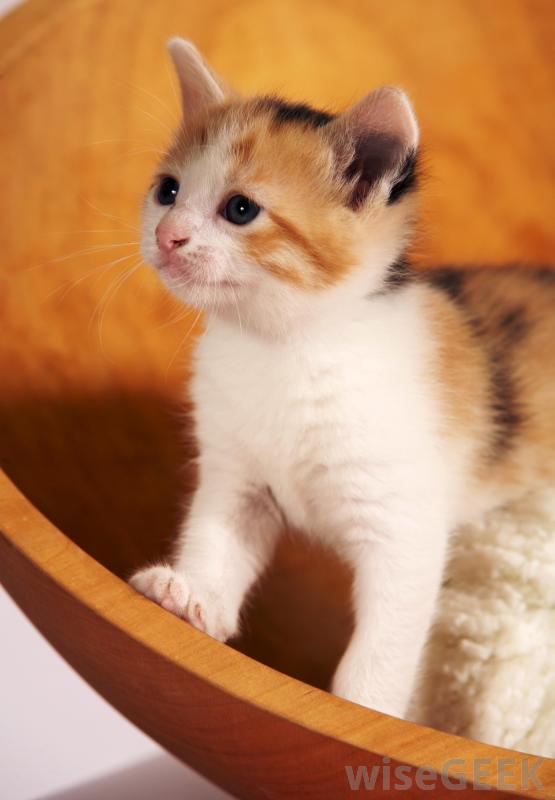 Calico American Shorthair Kitten