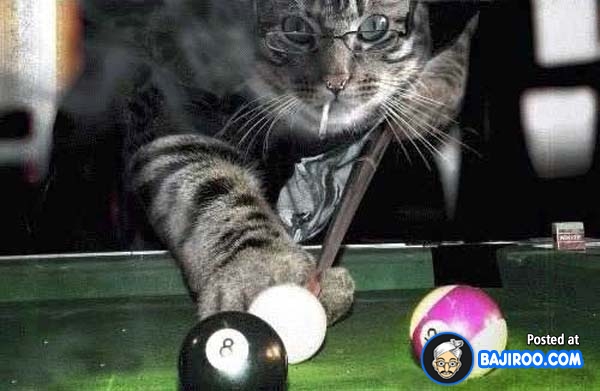 Cat Playing Snooker Funny Picture