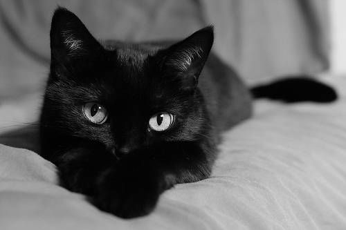 Cute Black American Shorthair Cat Sitting On Bed