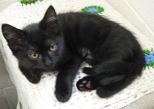 Cute Black American Shorthair Kitten