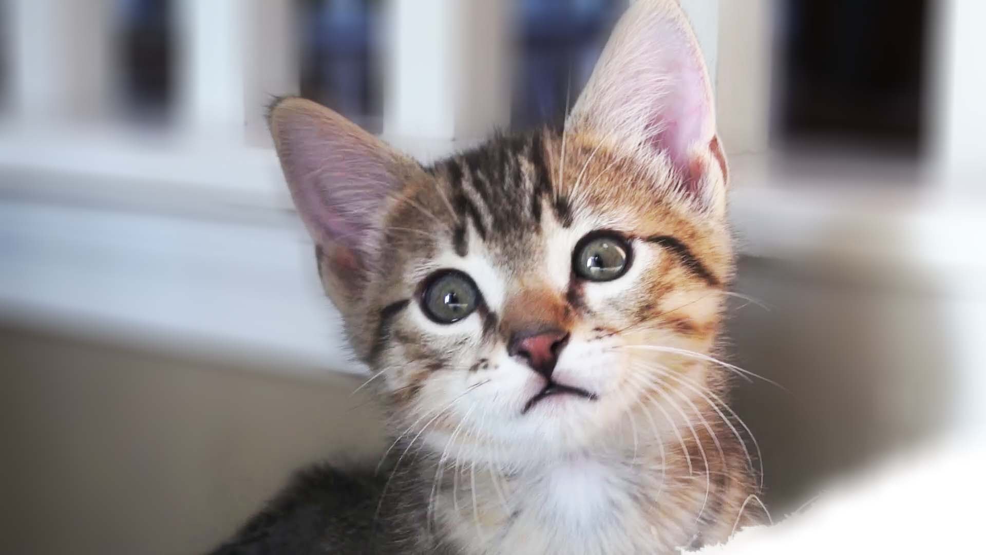 Cute Egyptian Mau Kitten Face