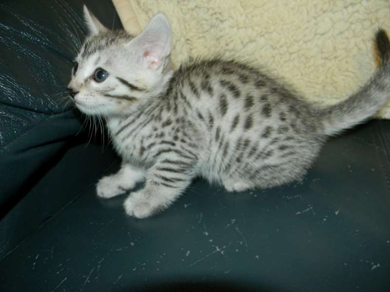 Cute Egyptian Mau Kitten Sitting