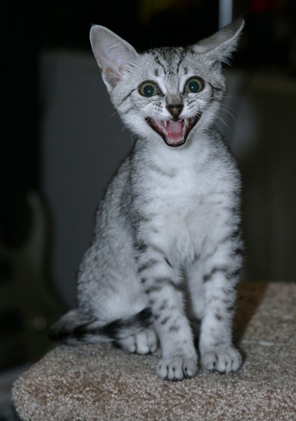 Cute Egyptian Mau Kitten Smiling Face