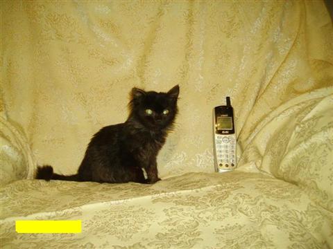 Cute Little Black American Shorthair Kitten Sitting On Sofa