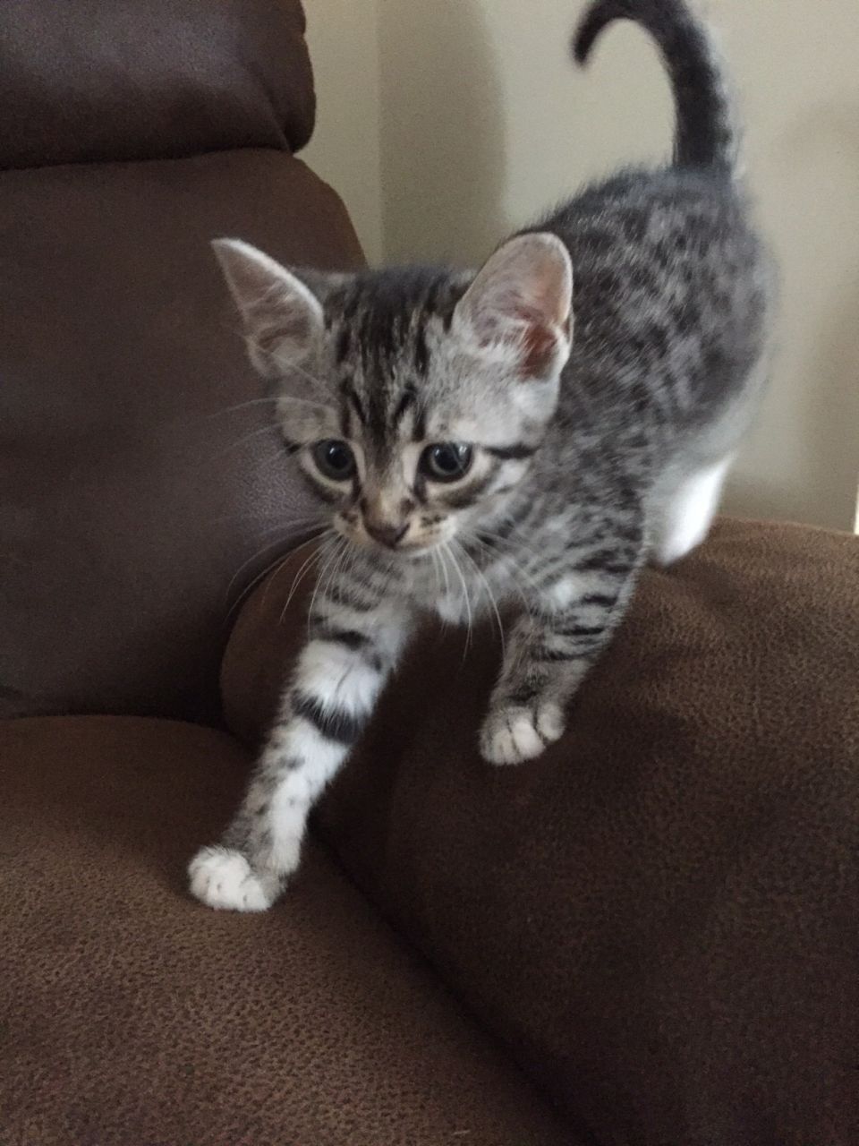 Cute Little Egyptian Mau Kitten On Sofa