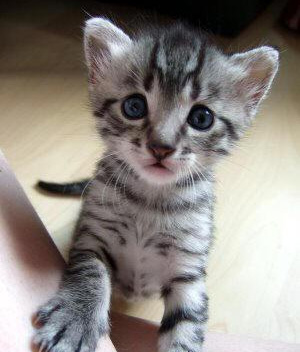 Cute Little Egyptian Mau Kitten