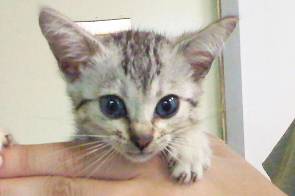 Cute Little Egyptian Mau Kitten