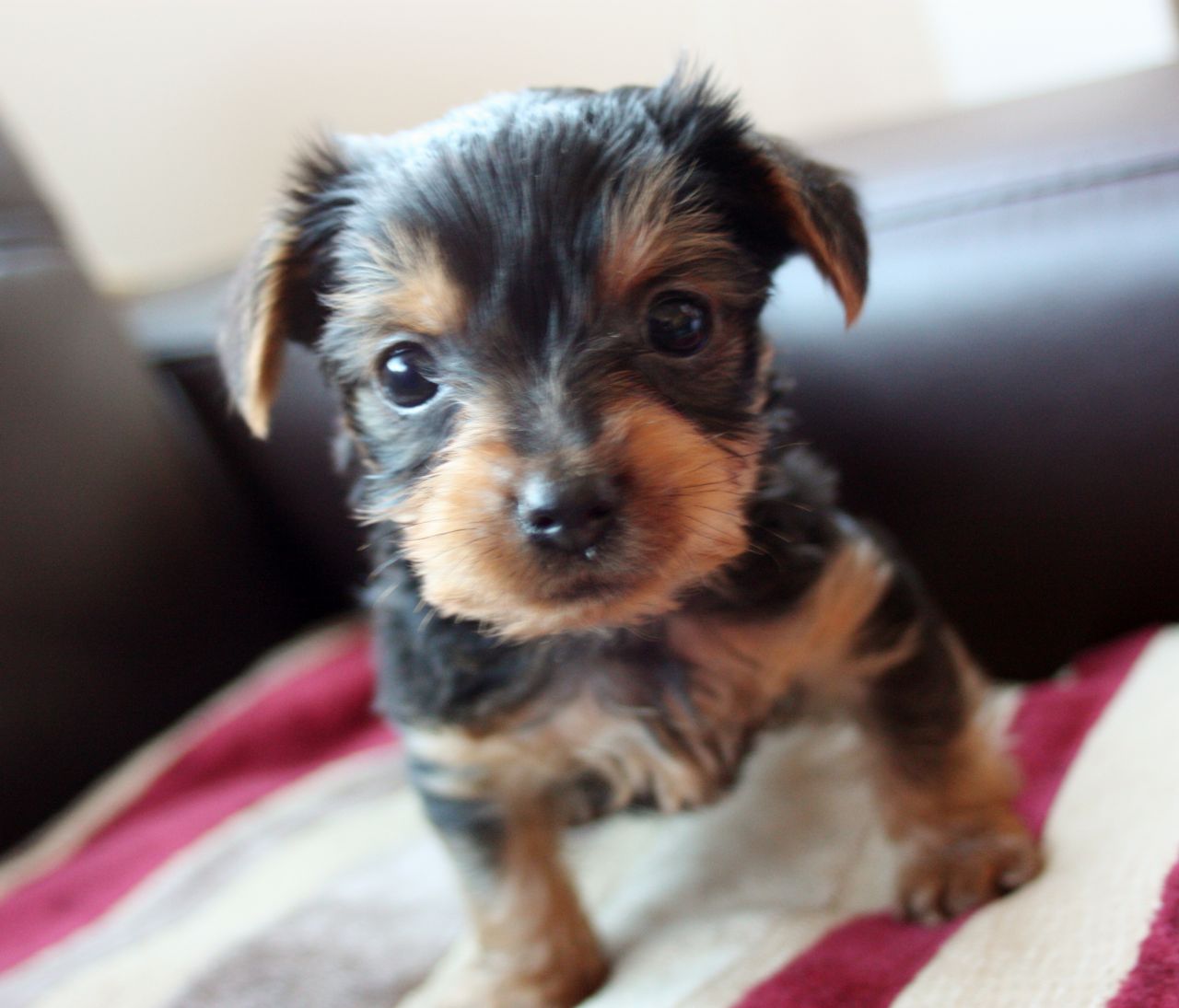 Cute Little Yorkshire Terrier Puppy Looking At You