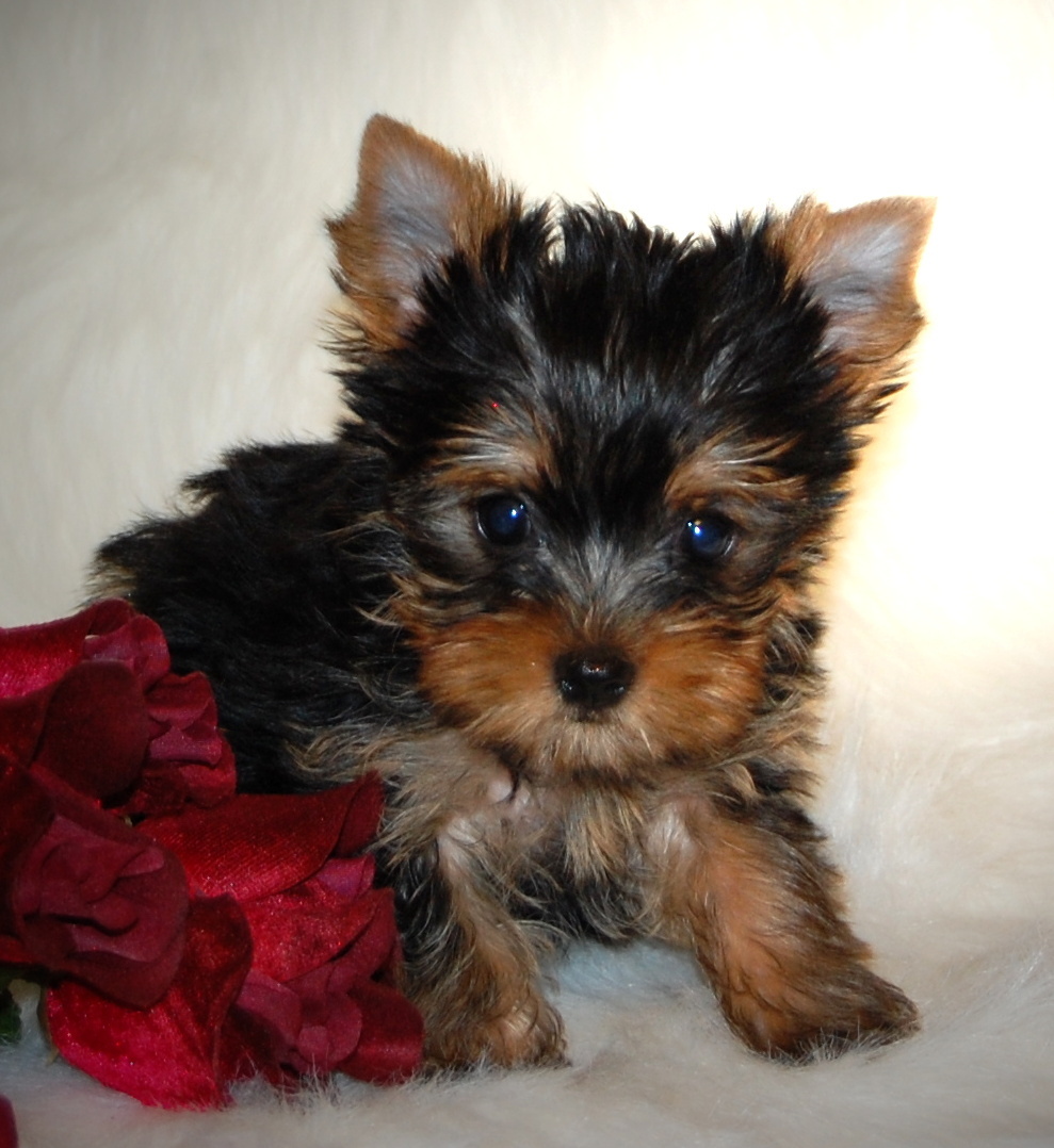Cute Miniature Yorkshire Terrier Puppy
