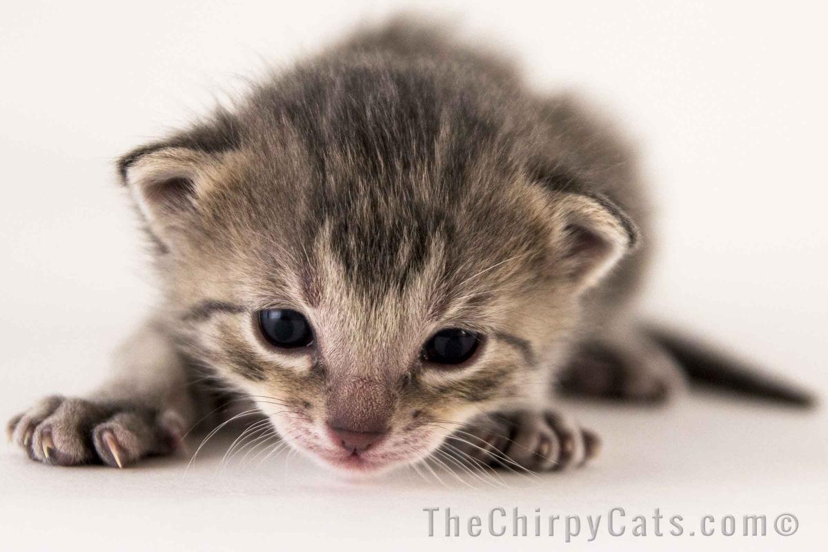 Cute New Born Egyptian Mau Kitten