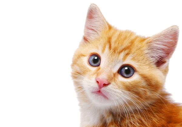 Cute Orange American Shorthair Kitten Face
