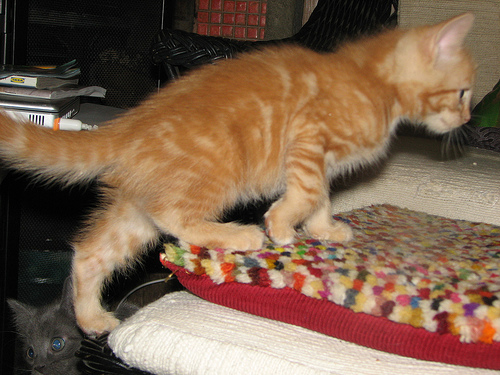 Cute Orange American Shorthair Kitten
