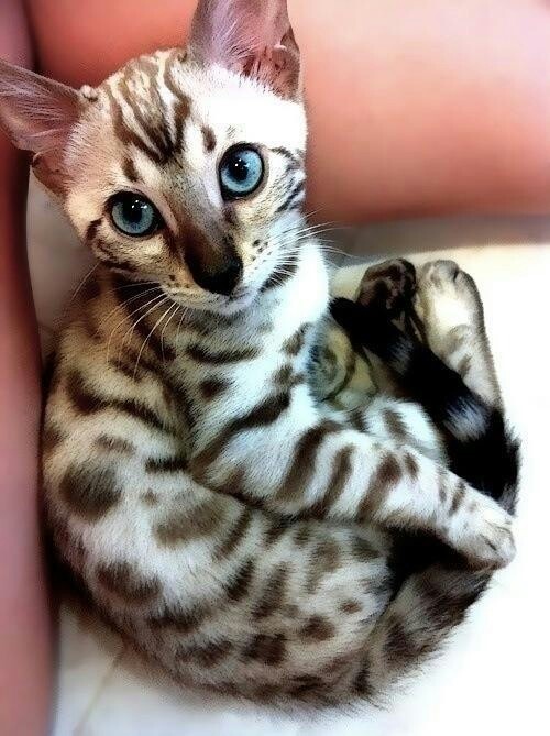 Cute Silver Egyptian Mau Kitten With Blue Eyes