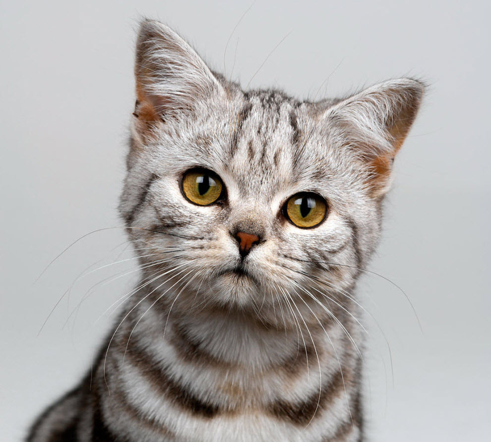 Cute Tabby American Shorthair Kitten Face