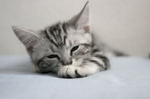 Cute Tabby American Shorthair Kitten Laying