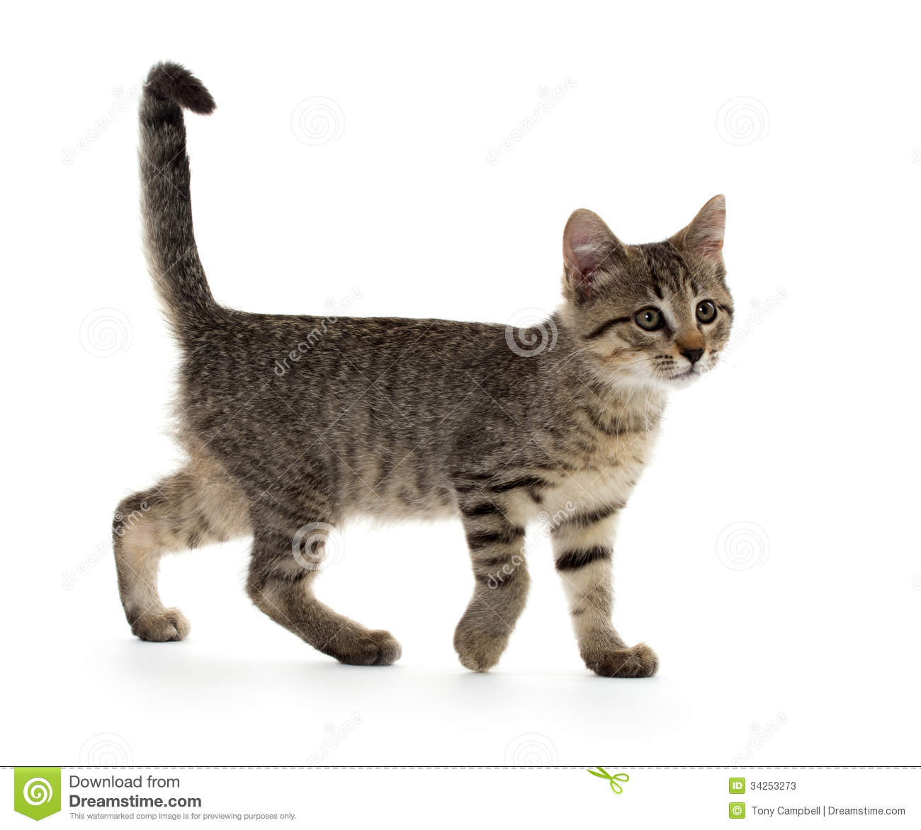 Cute Tabby American Shorthair Kitten Walking