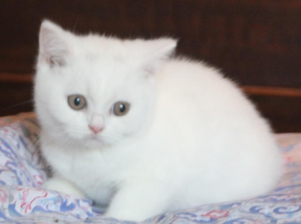 Cute White American Shorthair Kitten Sitting On Bed
