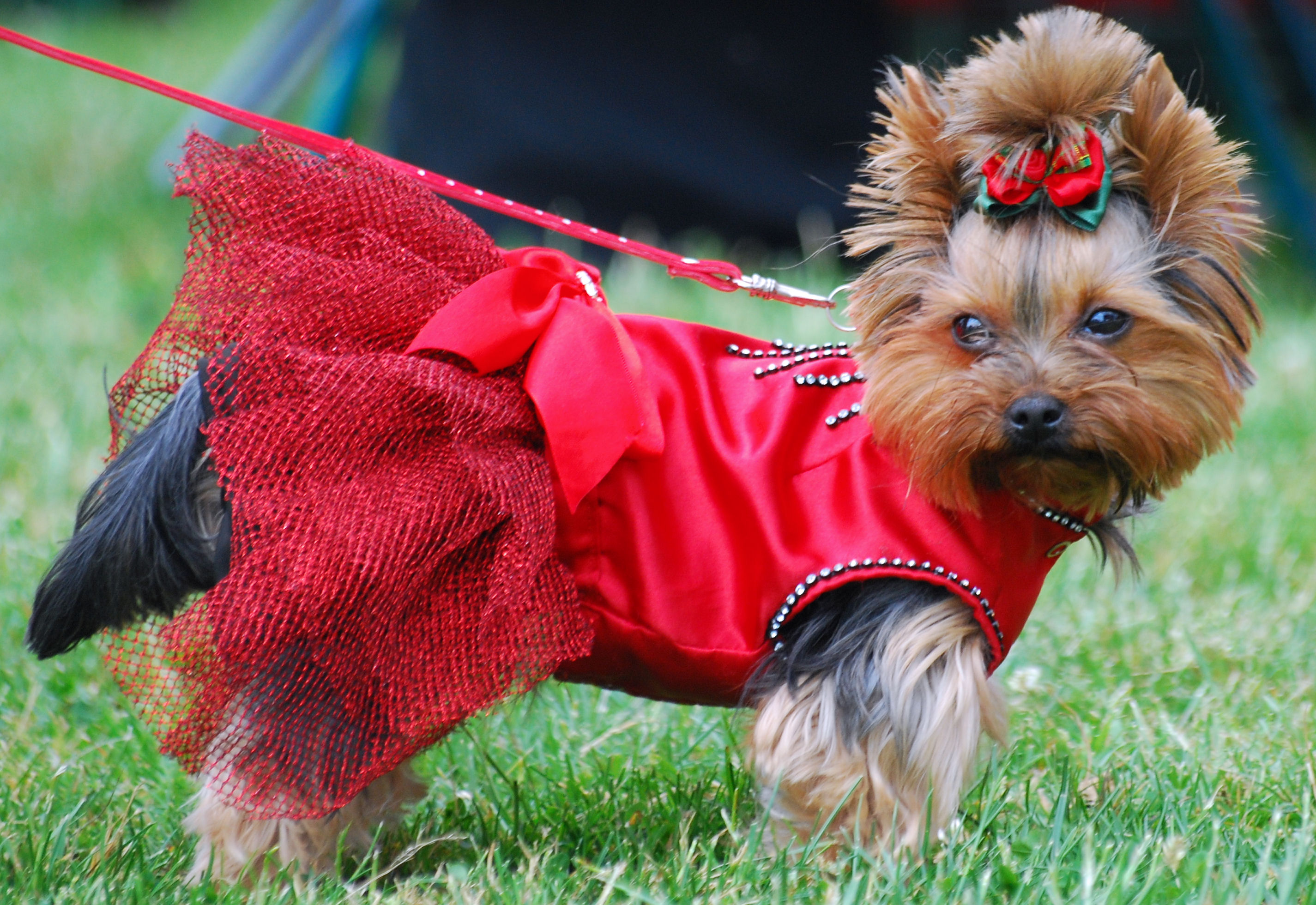 Cute Yorkshire Terrier Dog In Red Dress