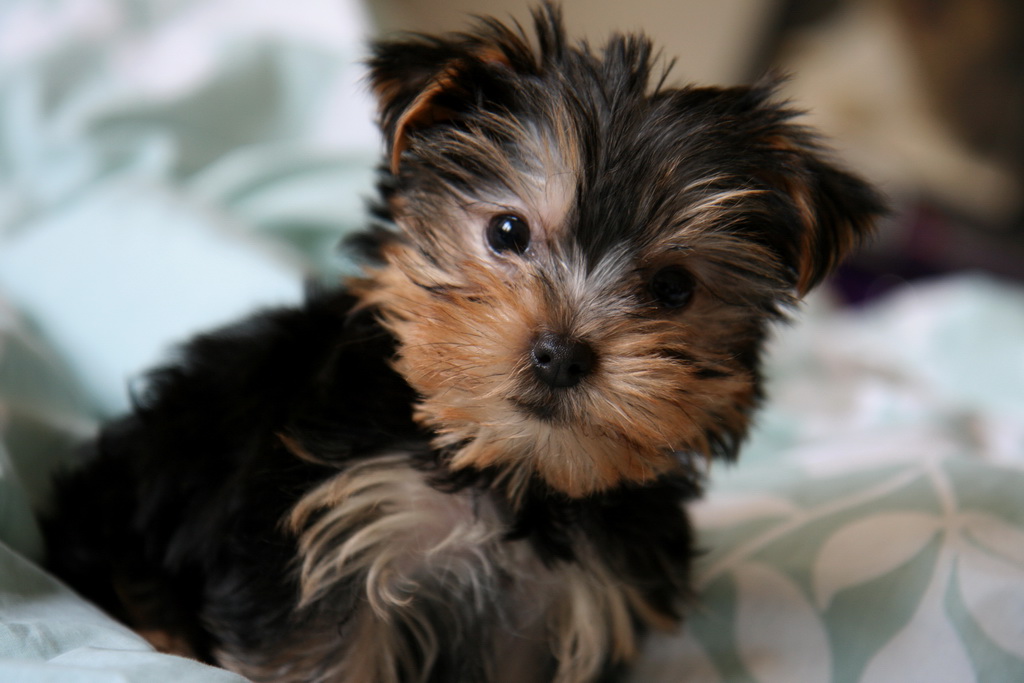 Cute Yorkshire Terrier Dog Looking At Camera