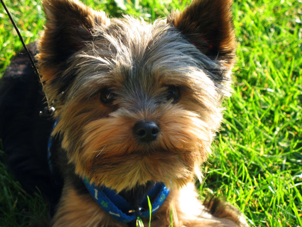 Cute Yorkshire Terrier Puppy Looking Up
