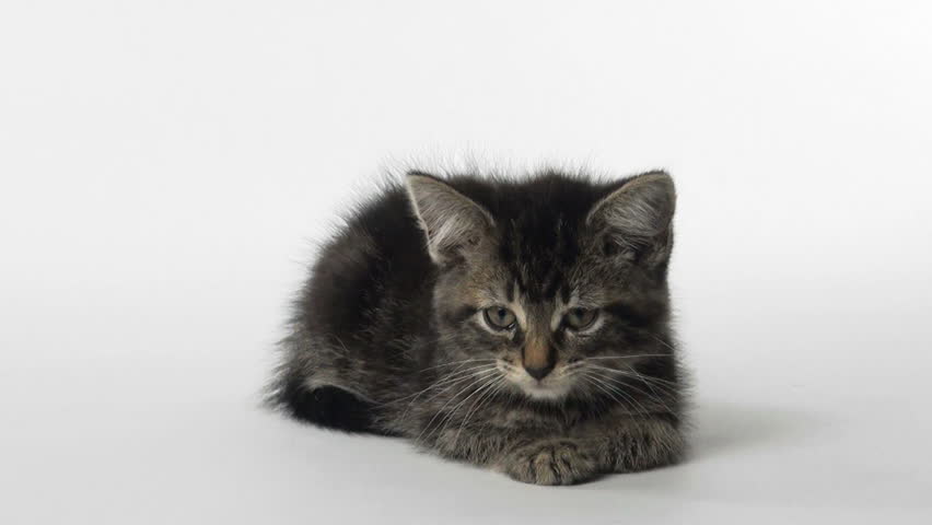 Dark Tabby American Shorthair Kitten Sitting