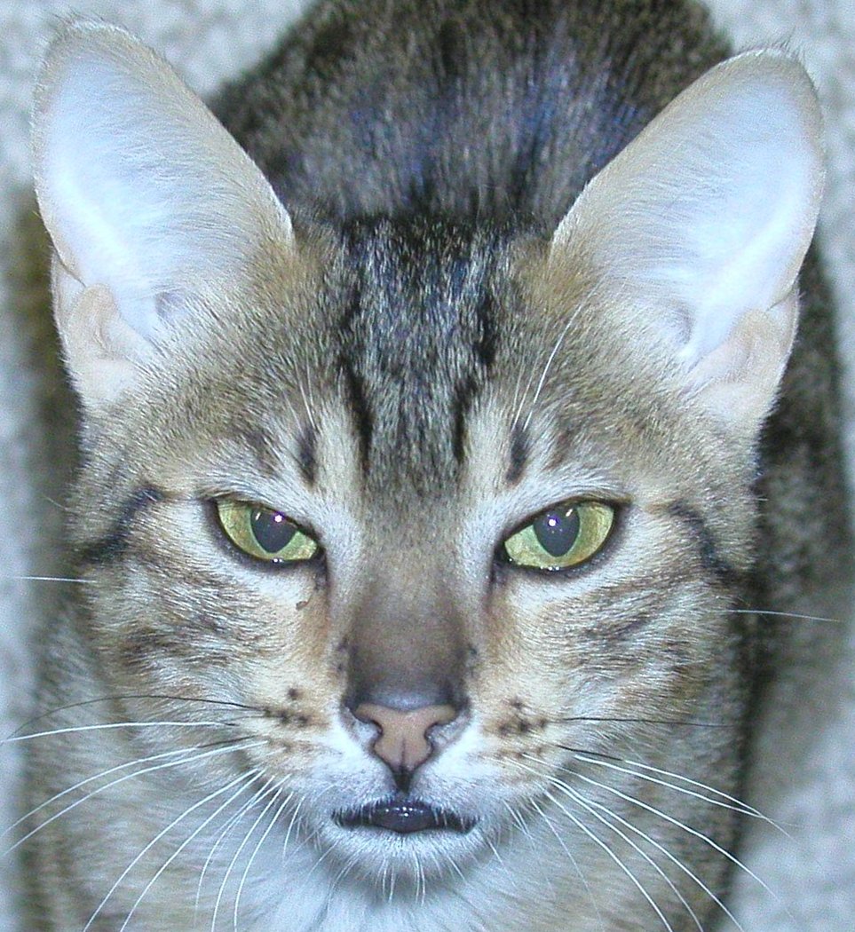 Egyptian Mau Cat Face